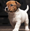 Jack Russell Terrier - Dav Pet Lovers