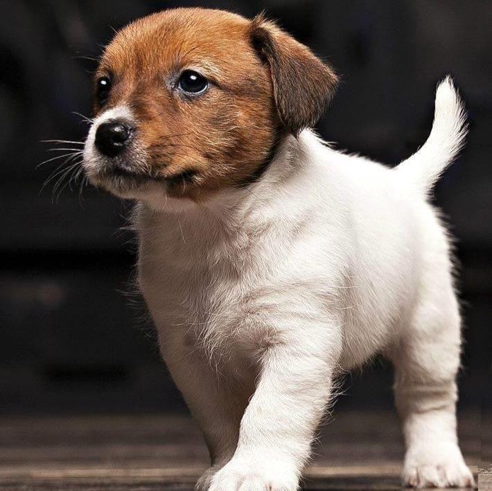 Jack Russell Terrier - Dav Pet Lovers