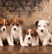 Jack Russell Terrier - Dav Pet Lovers