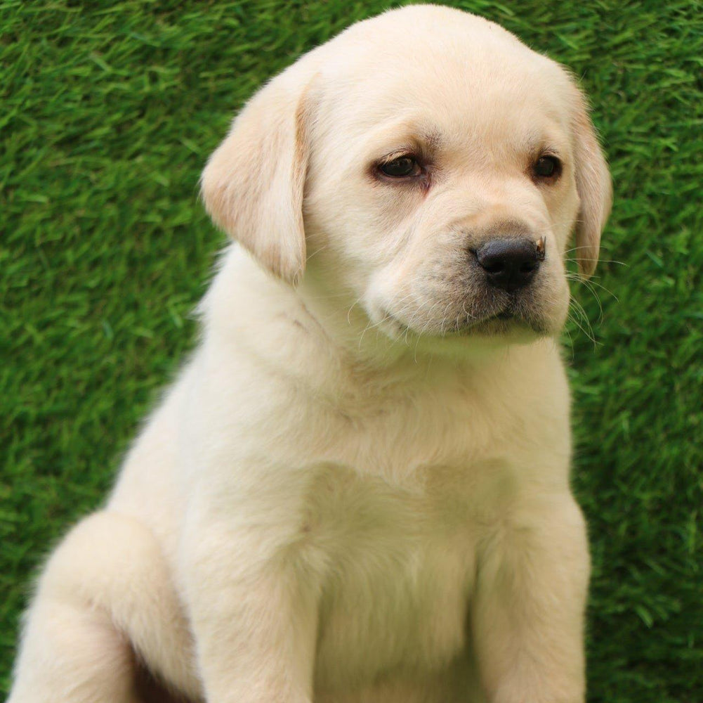 Labrador Retriever - Dav Pet Lovers