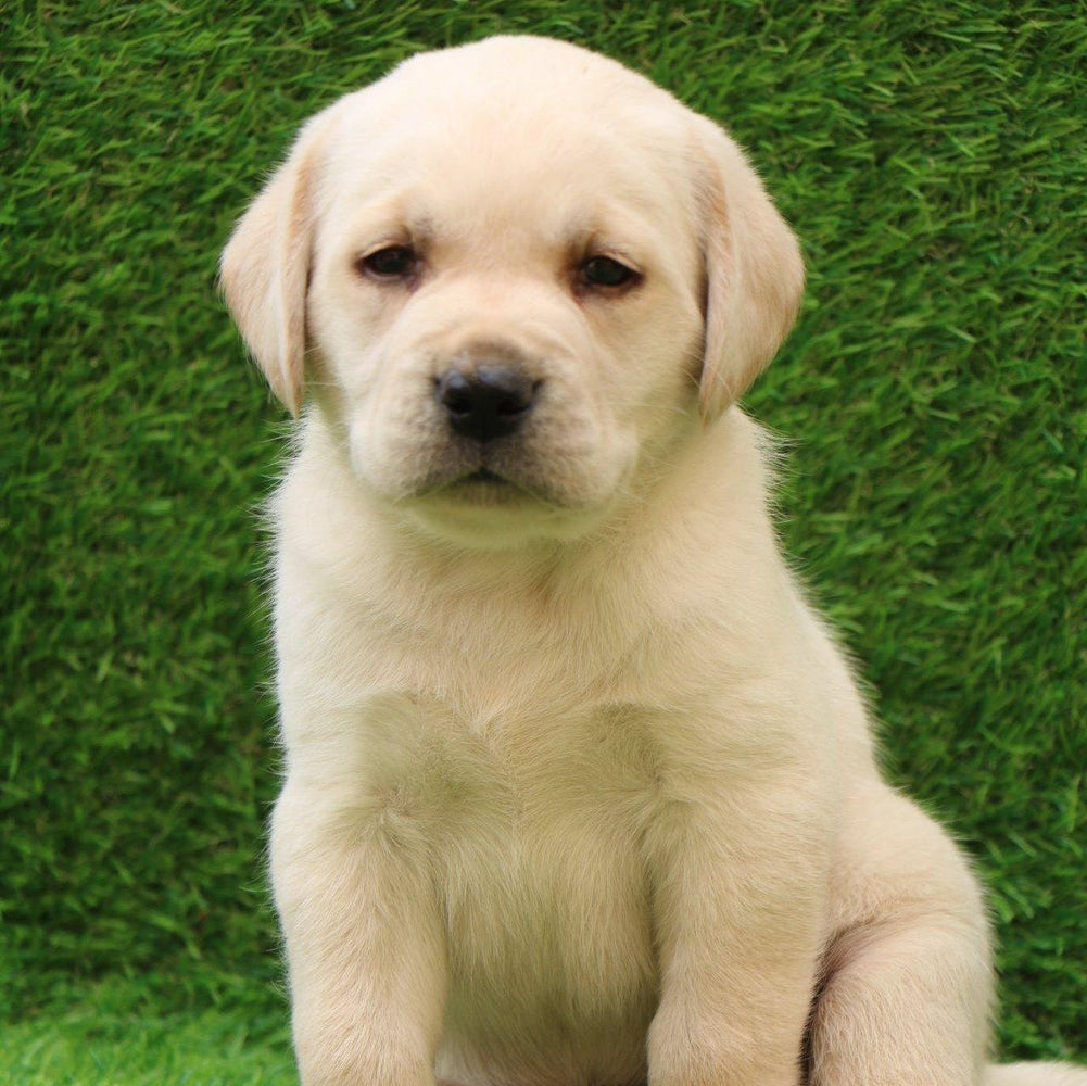 Labrador Retriever - Dav Pet Lovers