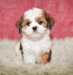 Lhasa Apso - Dav Pet Lovers