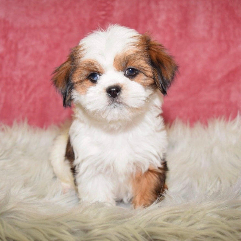 Lhasa Apso - Dav Pet Lovers