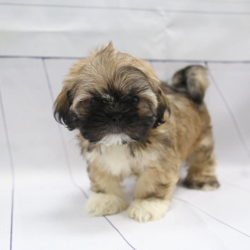 Lhasa Apso - Dav Pet Lovers