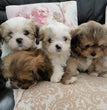 Lhasa Apso - Dav Pet Lovers