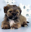 Lhasa Apso - Dav Pet Lovers