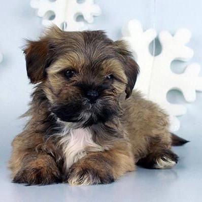 Lhasa Apso - Dav Pet Lovers