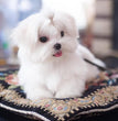 Maltese - Dav Pet Lovers