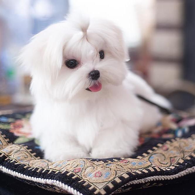 Maltese - Dav Pet Lovers