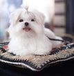 Maltese - Dav Pet Lovers