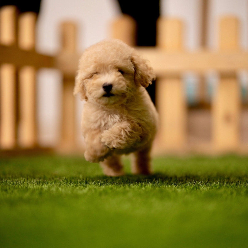 Maltipoo - Dav Pet Lovers