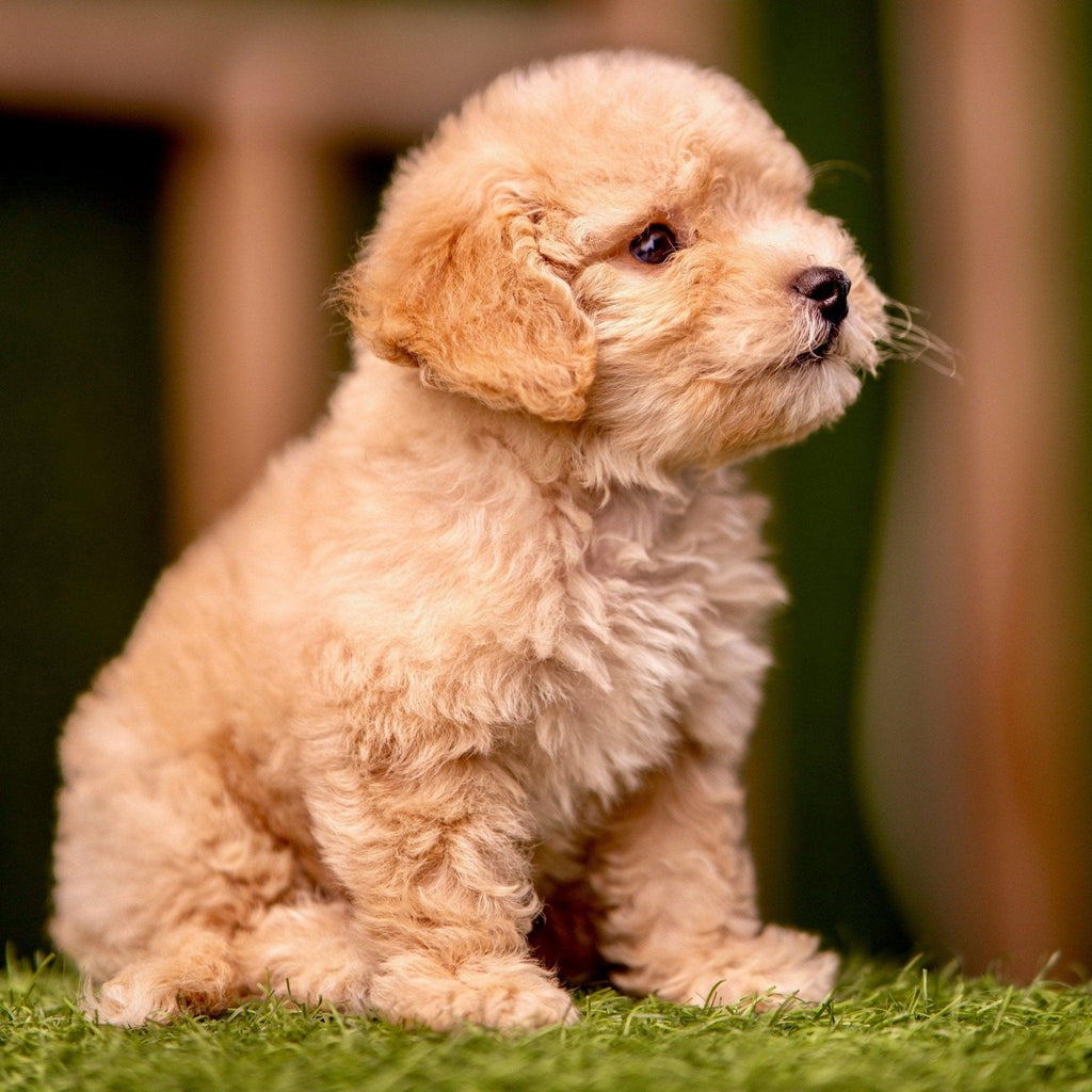 Maltipoo - Dav Pet Lovers