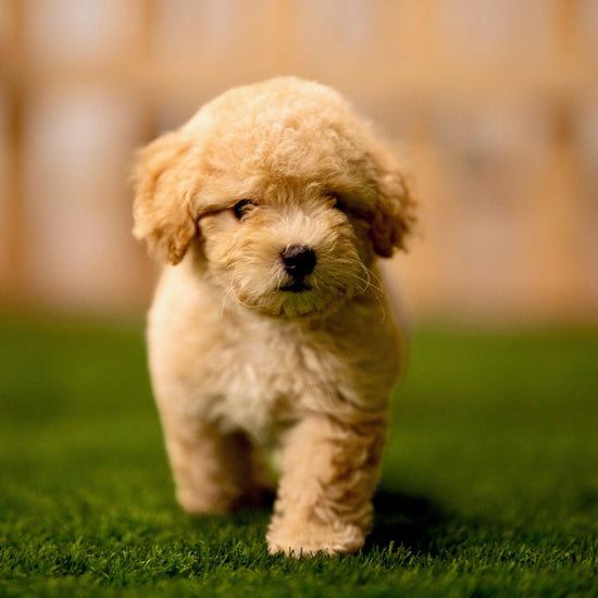 Maltipoo - Dav Pet Lovers